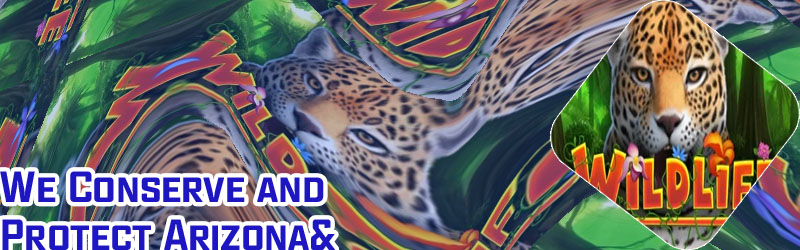 The wild life slot
